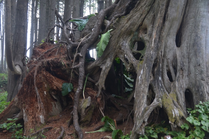 old tree trunk formation